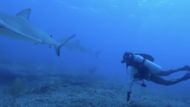 All The Sharks, Image Source - Netflix